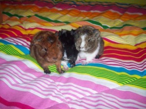 Miminka v prodeji + PŘEDKVĚTNOVÁ rekonstrukce stránek